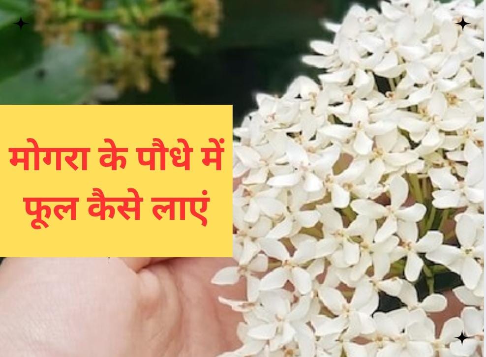 मोगरे में फूल नहीं आ रहे? बस डालें यह सफेद चीज, फूलों से लद जाएगा पौधा