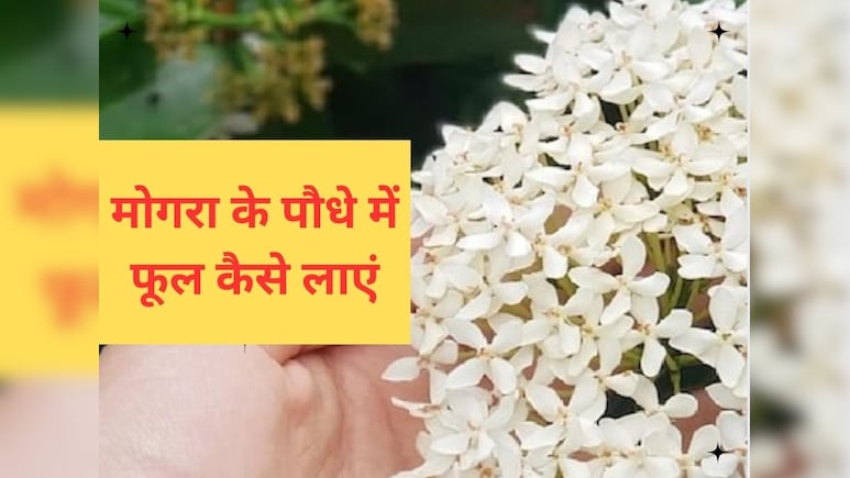 मोगरे में फूल नहीं आ रहे? बस डालें यह सफेद चीज, फूलों से लद जाएगा पौधा