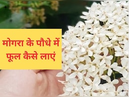 मोगरे में फूल नहीं आ रहे? बस डालें यह सफेद चीज, फूलों से लद जाएगा पौधा मोगरे में फूल नहीं आ रहे? बस डालें यह सफेद चीज, फूलों से लद जाएगा पौधा