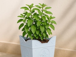 अगर मैं रोजाना तुलसी के पत्ते खाऊं तो क्या होगा? स्किन करेगी गलो और स्ट्रेस रहेगा दूर