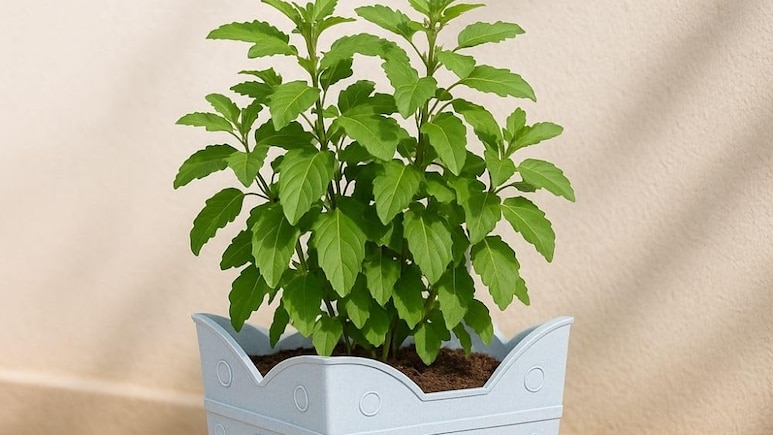 अगर मैं रोजाना तुलसी के पत्ते खाऊं तो क्या होगा? स्किन करेगी गलो और स्ट्रेस रहेगा दूर