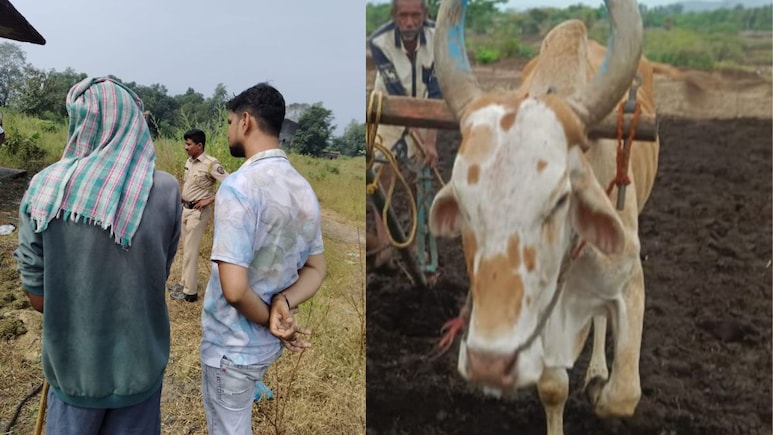 कर्जतच्या शेतकऱ्यांमध्ये संताप! बैलाची कत्तल करणाऱ्या मांस तस्करांचा सुळसुळाट..त्या गावात घडली भयंकर घटना! कर्जतच्या शेतकऱ्यांमध्ये संताप! बैलाची कत्तल करणाऱ्या मांस तस्करांचा सुळसुळाट..त्या गावात घडली भयंकर घटना!
