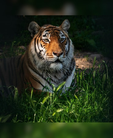 Top Places To Spot Big Cats In Rajasthan