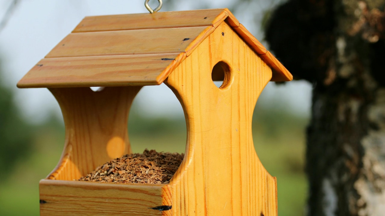 Explore affordable bird feeders on Amazon to support the local biodiversity
