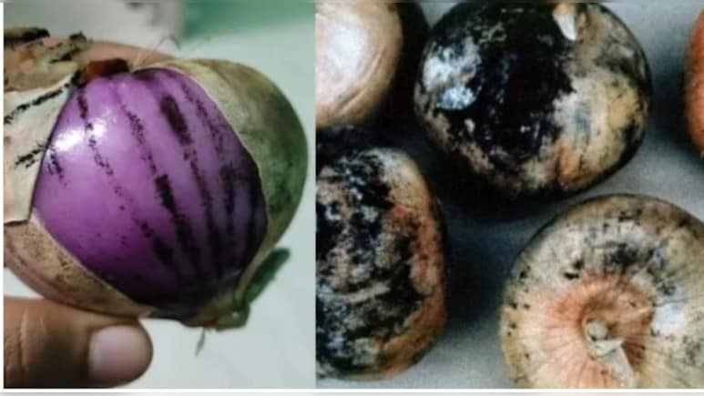 काले धब्बे वाली प्याज सेहत के लिए है फायदेमंद? खाने से पहले जान लीजिए वरना....सेहत के लिए हो सकता है बड़ा खतरा