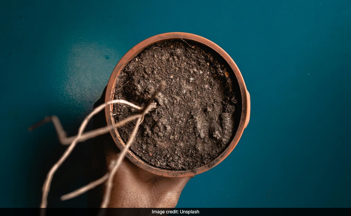 Woman Tries to Return Dead Plant After Six Months