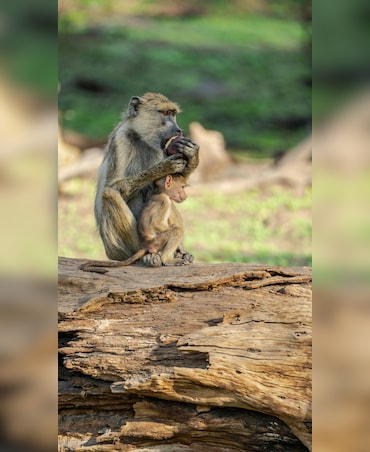 Interesting Facts About Olive Baboon