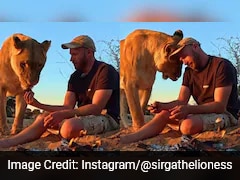 'She Doesn't Mind Me': Man Takes Bite From Lioness' Recent Hunt, Video Viral