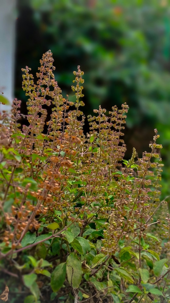 तुलसी में लग जाए कीड़े, तो कैसे ठीक करें?