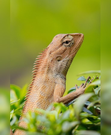 Lizard vs Newt: What's The Difference