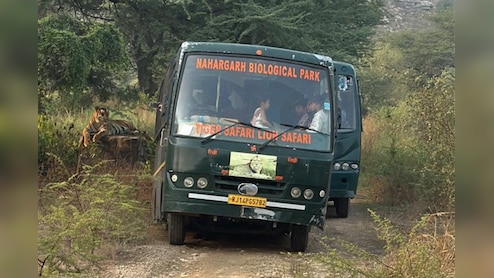 Rajasthan: नाहरगढ़ बायोलॉजिकल पार्क में टाइगर और लायन सफारी पर रोक, NDTV राजस्थान की खबर का बड़ा असर