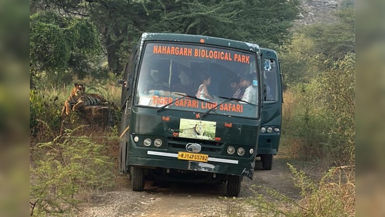 Rajasthan: नाहरगढ़ बायोलॉजिकल पार्क में टाइगर और लायन सफारी पर रोक, NDTV राजस्थान की खबर का बड़ा असर