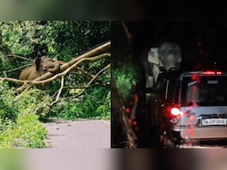 Video: Wild Elephant Blocks Kerala Highway, Vehicles Stuck For 18 Hours
