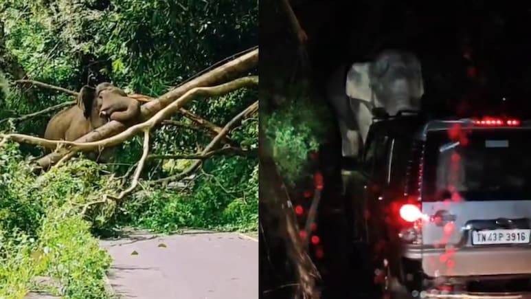 Video: Wild Elephant Blocks Kerala Highway, Vehicles Stuck For 18 Hours Video: Wild Elephant Blocks Kerala Highway, Vehicles Stuck For 18 Hours