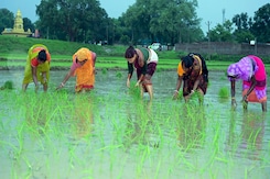PM Modi Launches New Farm Initiatives Worth Rs 35,440 Crore Ahead Of Diwali PM Modi Launches New Farm Initiatives Worth Rs 35,440 Crore Ahead Of Diwali