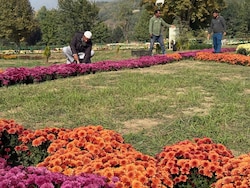 Beyond Chinar, &lt;i&gt;Gul-e-Dawood&lt;/i&gt; Offers New Postcard Image Of Kashmir Autumn