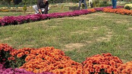 Beyond Chinar, <i>Gul-e-Dawood</i> Offers New Postcard Image Of Kashmir Autumn