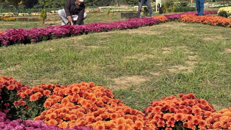 Beyond Chinar, <i>Gul-e-Dawood</i> Offers New Postcard Image Of Kashmir Autumn Beyond Chinar, <i>Gul-e-Dawood</i> Offers New Postcard Image Of Kashmir Autumn