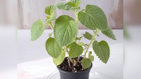 मैक्सिकन मिंट: बच्चों से लेकर बड़ों तक के लिए है लाभकारी, संक्रमण से लड़ने की देता है शक्ति