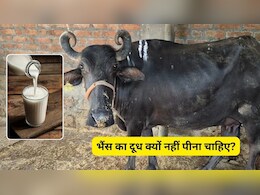 भैंस का दूध क्यों नहीं पीना चाहिए? सबसे अच्छा दूध किसका है, जानिए यहां पर भैंस का दूध क्यों नहीं पीना चाहिए? सबसे अच्छा दूध किसका है, जानिए यहां पर