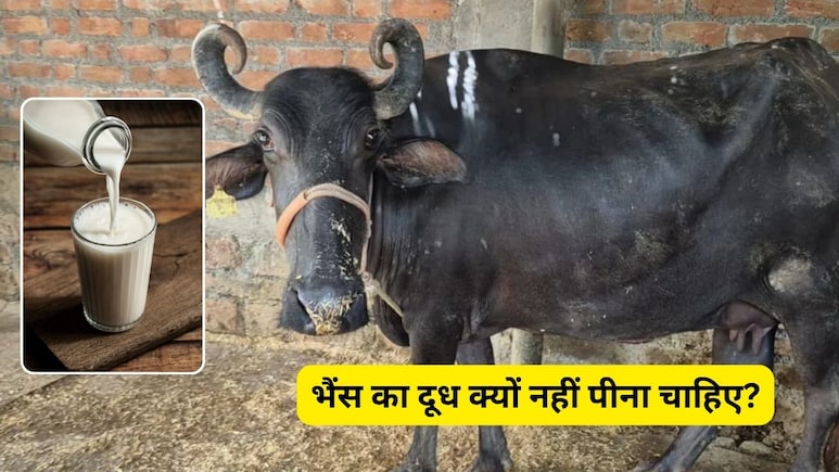 भैंस का दूध क्यों नहीं पीना चाहिए? सबसे अच्छा दूध किसका है, जानिए यहां पर भैंस का दूध क्यों नहीं पीना चाहिए? सबसे अच्छा दूध किसका है, जानिए यहां पर