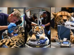 इंसानों के बाद अब बाघ-चीतों के भी हो रहे हैं CT Scan!आखिर क्या है 'बिग कैट्स' की इस रहस्यमयी बीमारी का राज?