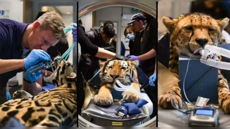 इंसानों के बाद अब बाघ-चीतों के भी हो रहे हैं CT Scan!आखिर क्या है 'बिग कैट्स' की इस रहस्यमयी बीमारी का राज?