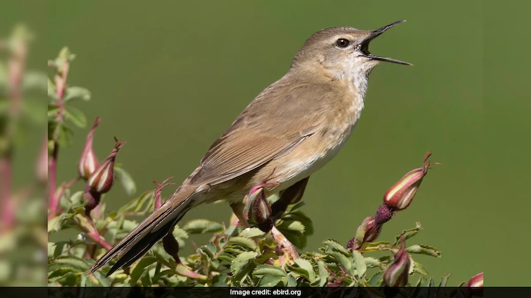 These 4 Indian Birds Are At Risk Of Extinction These 4 Indian Birds Are At Risk Of Extinction