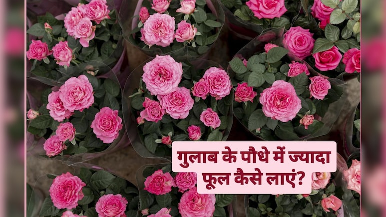 गुलाब के पौधे में ज्यादा फूल कैसे लाएं? जानें पौधों में फूल आने के लिए क्या डालें, जानिए यहां पर गुलाब के पौधे में ज्यादा फूल कैसे लाएं? जानें पौधों में फूल आने के लिए क्या डालें, जानिए यहां पर