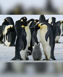Why Are There No Penguins In The Arctic