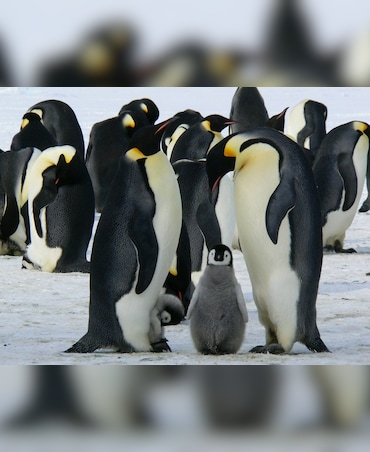 Why Are There No Penguins In The Arctic