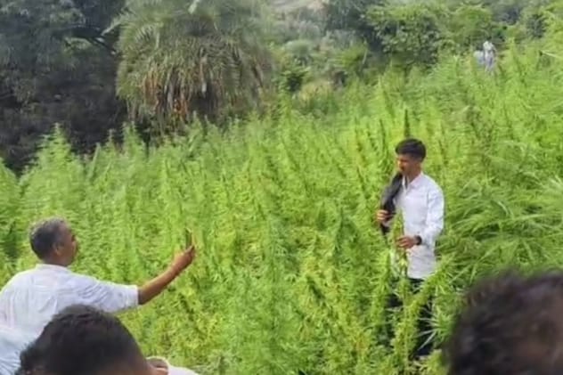 राजस्थान में अब तक सबसे बड़ी मादक पदार्थ कार्रवाई, 50 बीघा से अधिक गांजे की खेती पकड़ी
