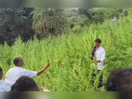 Rajasthan: सबसे बड़ी मादक पदार्थ कार्रवाई, 'ऑपरेशन गांजाजन' में 50 बीघा से अधिक गांजे की खेती पकड़ी  Rajasthan: सबसे बड़ी मादक पदार्थ कार्रवाई, 'ऑपरेशन गांजाजन' में 50 बीघा से अधिक गांजे की खेती पकड़ी