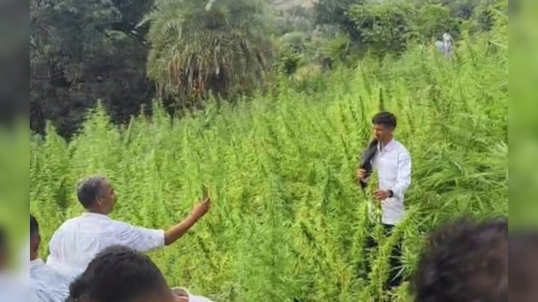 Rajasthan: सबसे बड़ी मादक पदार्थ कार्रवाई, 'ऑपरेशन गांजाजन' में 50 बीघा से अधिक गांजे की खेती पकड़ी  Rajasthan: सबसे बड़ी मादक पदार्थ कार्रवाई, 'ऑपरेशन गांजाजन' में 50 बीघा से अधिक गांजे की खेती पकड़ी