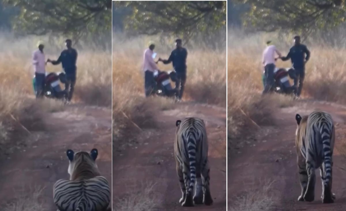 Tiger Viral Video: पीछे बाघ और आगे बाइक वाले, जानिए फिर क्या हुआ