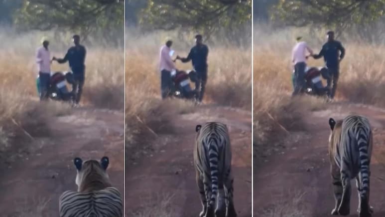 Tiger Viral Video: पीछे बाघ और आगे बाइक वाले, जानिए फिर क्या हुआ Tiger Viral Video: पीछे बाघ और आगे बाइक वाले, जानिए फिर क्या हुआ