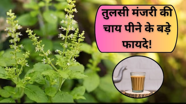 इन 4 लोगों के लिए औषधि से कम नहीं तुलसी की मंजरी, जानें फायदे और इस्तेमाल का तरीका इन 4 लोगों के लिए औषधि से कम नहीं तुलसी की मंजरी, जानें फायदे और इस्तेमाल का तरीका