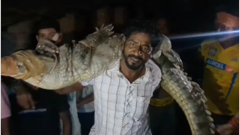 Rajasthan: घर में आ बैठा 10 फीट लंबा मगरमच्छ, 'बाहुबली' की तरह कंधे पर उठाकर ले गया 'टाइगर'
