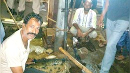 Rajasthan: मगरमच्छों ने कोटा में उड़ाई लोगों की नींद, वन विभाग के ऑफिस में देर रात बज रहीं फोन की घंटियां