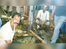 Rajasthan: मगरमच्छों ने कोटा में उड़ाई लोगों की नींद, वन विभाग के ऑफिस में देर रात बज रहीं फोन की घंटियां Rajasthan: मगरमच्छों ने कोटा में उड़ाई लोगों की नींद, वन विभाग के ऑफिस में देर रात बज रहीं फोन की घंटियां