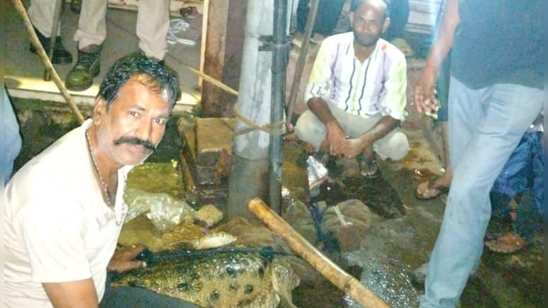 Rajasthan: मगरमच्छों ने कोटा में उड़ाई लोगों की नींद, वन विभाग के ऑफिस में देर रात बज रहीं फोन की घंटियां Rajasthan: मगरमच्छों ने कोटा में उड़ाई लोगों की नींद, वन विभाग के ऑफिस में देर रात बज रहीं फोन की घंटियां