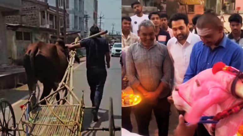 Sangli News : बैलासह स्वत:लाही औताला बांधलं, तरुणासाठी माजी खासदार धावले, 1 लाखांचा बैल दिला भेट Sangli News : बैलासह स्वत:लाही औताला बांधलं, तरुणासाठी माजी खासदार धावले, 1 लाखांचा बैल दिला भेट