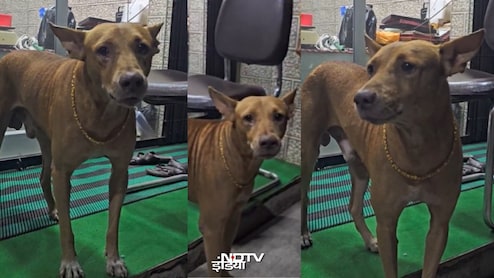 '50 तोले की गोल्डेन चेन' वाला टायसन, करोड़ों की दौलत का रखवाला, वीडियो में दिखा डॉग का पूरा भौकाल