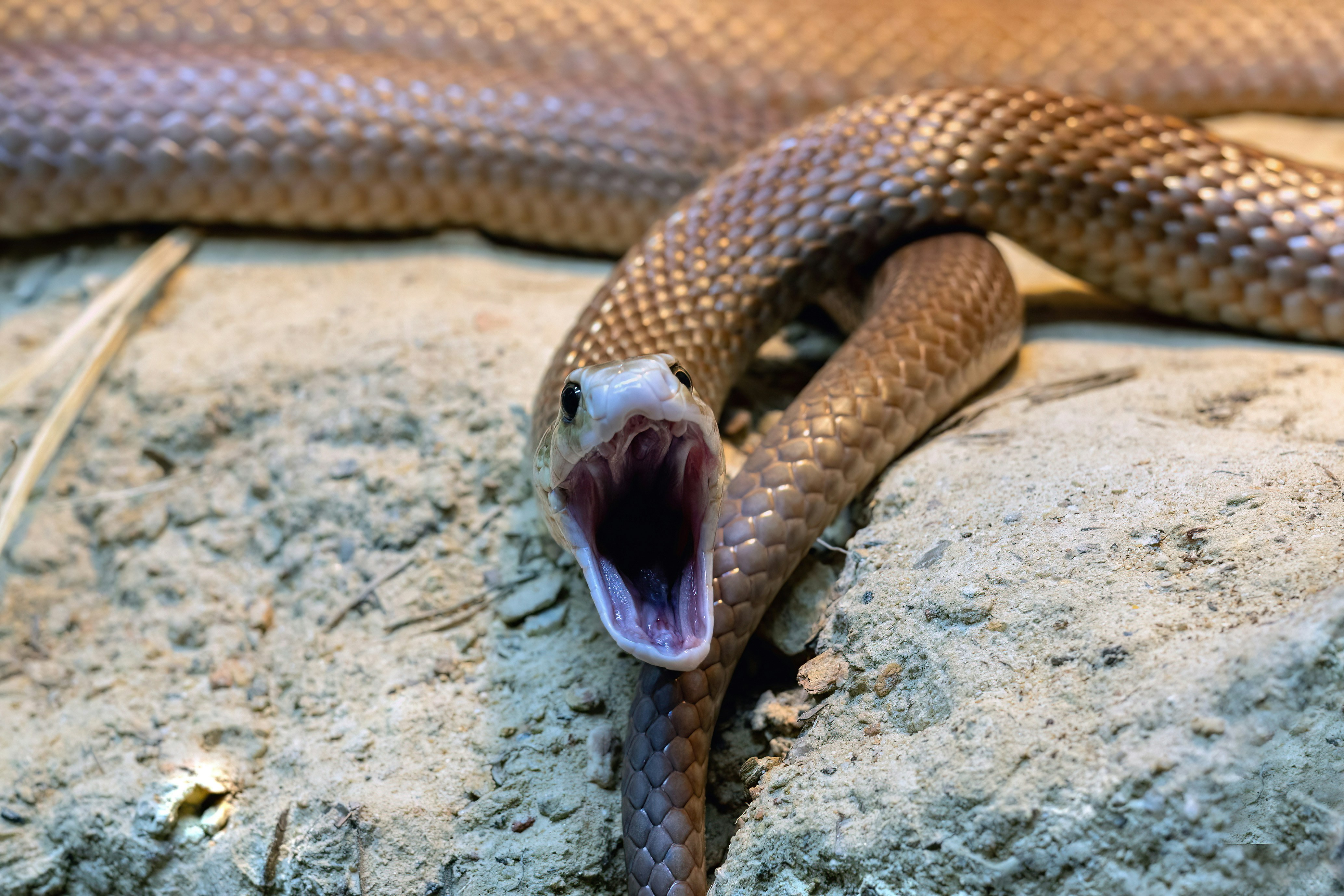 Boy Dies After Father Ignores Snake Bite, Tells Him To 'Sleep It Off'
