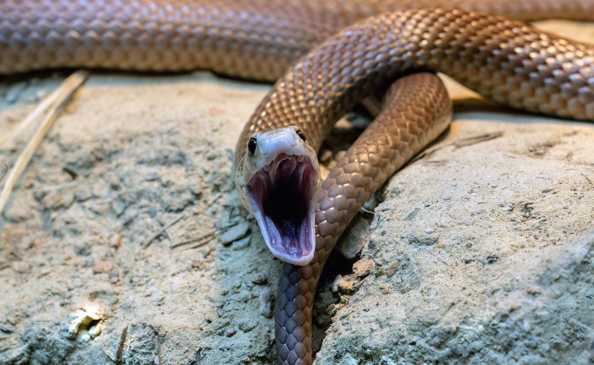 Australian Boy, 11, Dies After Father Ignores Snake Bite, Tells Him To 'Sleep It Off'