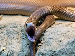 Australian Boy, 11, Dies After Father Ignores Snake Bite, Tells Him To 'Sleep It Off' Australian Boy, 11, Dies After Father Ignores Snake Bite, Tells Him To 'Sleep It Off'