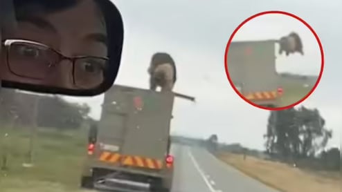 VIDEO: 60 मील की रफ्तार में चलते ट्रक की छत से कूदा शेर, सड़क पर मचा हड़कंप