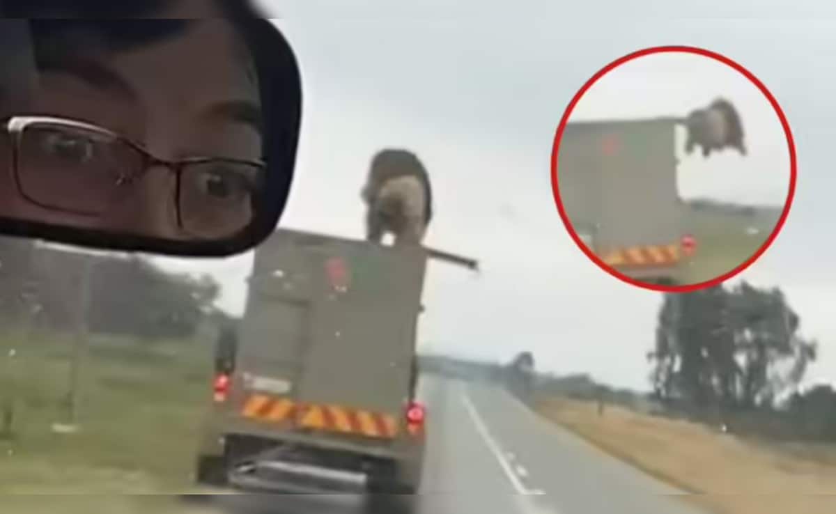 VIDEO: 60 मील की रफ्तार में चलते ट्रक की छत से कूदा शेर, सड़क पर मचा हड़कंप