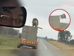 VIDEO: 60 मील की रफ्तार में चलते ट्रक की छत से कूदा शेर, सड़क पर मचा हड़कंप VIDEO: 60 मील की रफ्तार में चलते ट्रक की छत से कूदा शेर, सड़क पर मचा हड़कंप