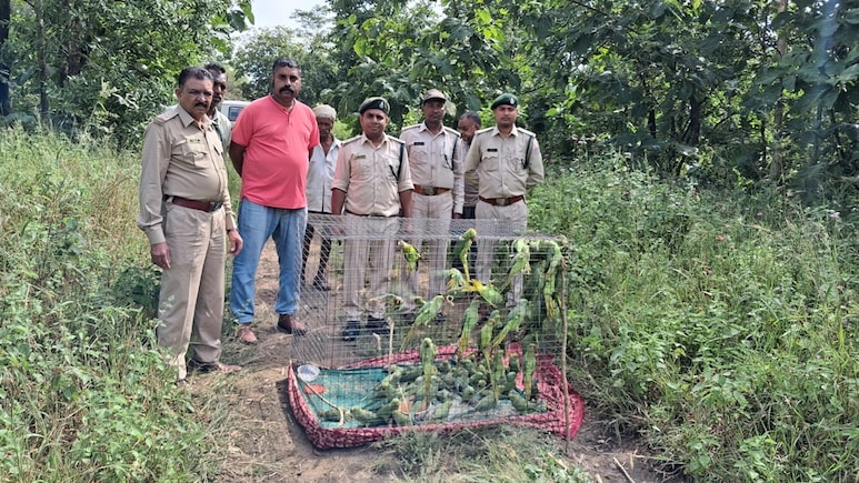 Parrot Smuggling: धार में वन विभाग टीम का एक्शन; तोता तस्करी गिरोह का पर्दाफाश, यहां तक फैला था नेटवर्क Parrot Smuggling: धार में वन विभाग टीम का एक्शन; तोता तस्करी गिरोह का पर्दाफाश, यहां तक फैला था नेटवर्क